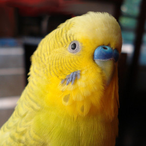 pet parakeet